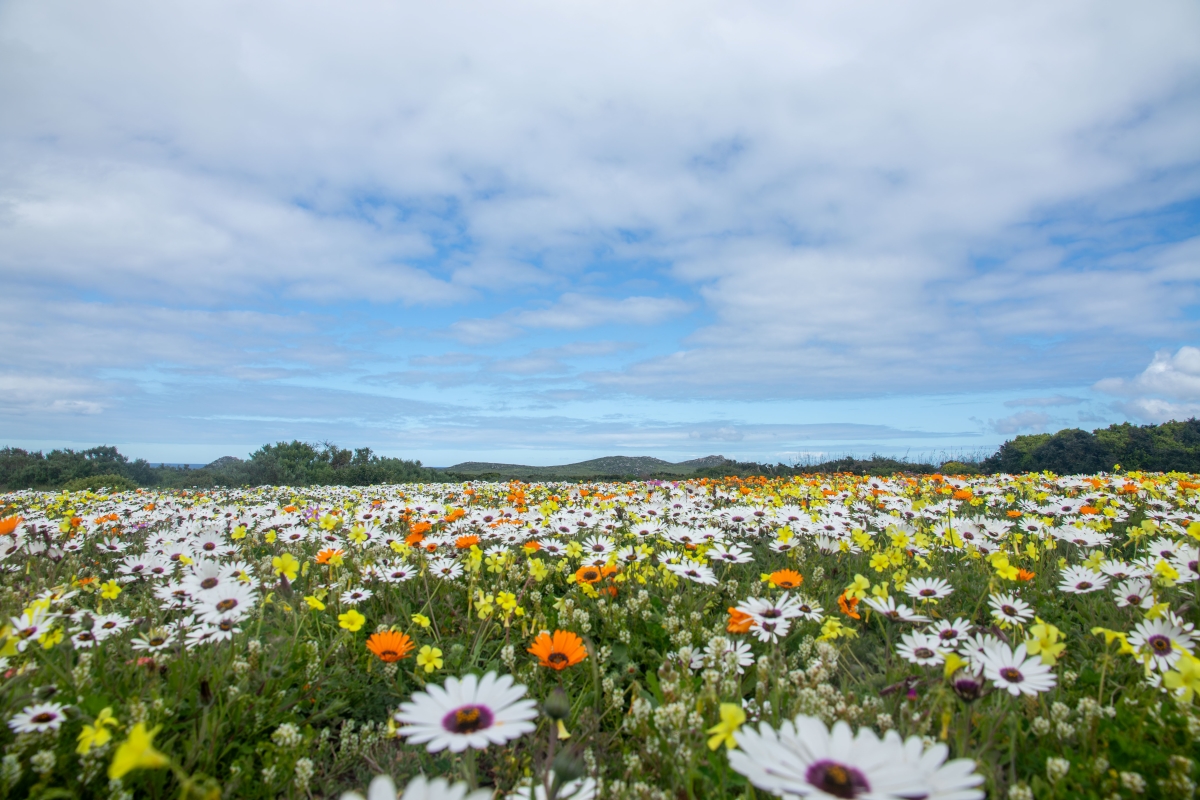 Namaqualand daisies are in bloom