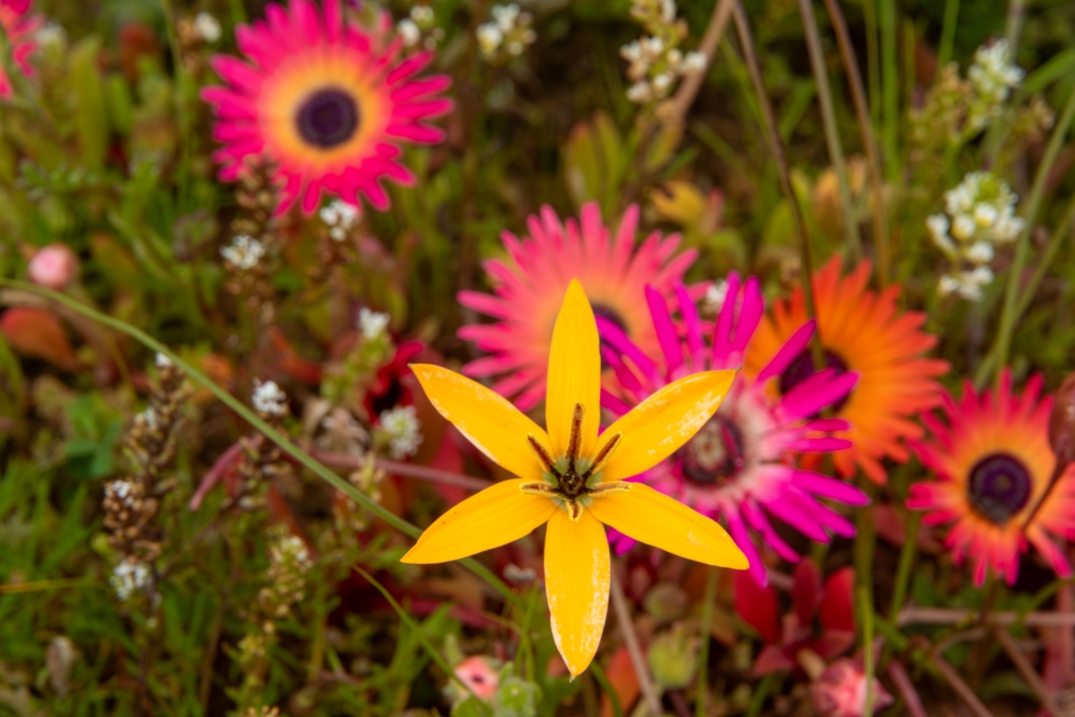 Close up of different wild flowers