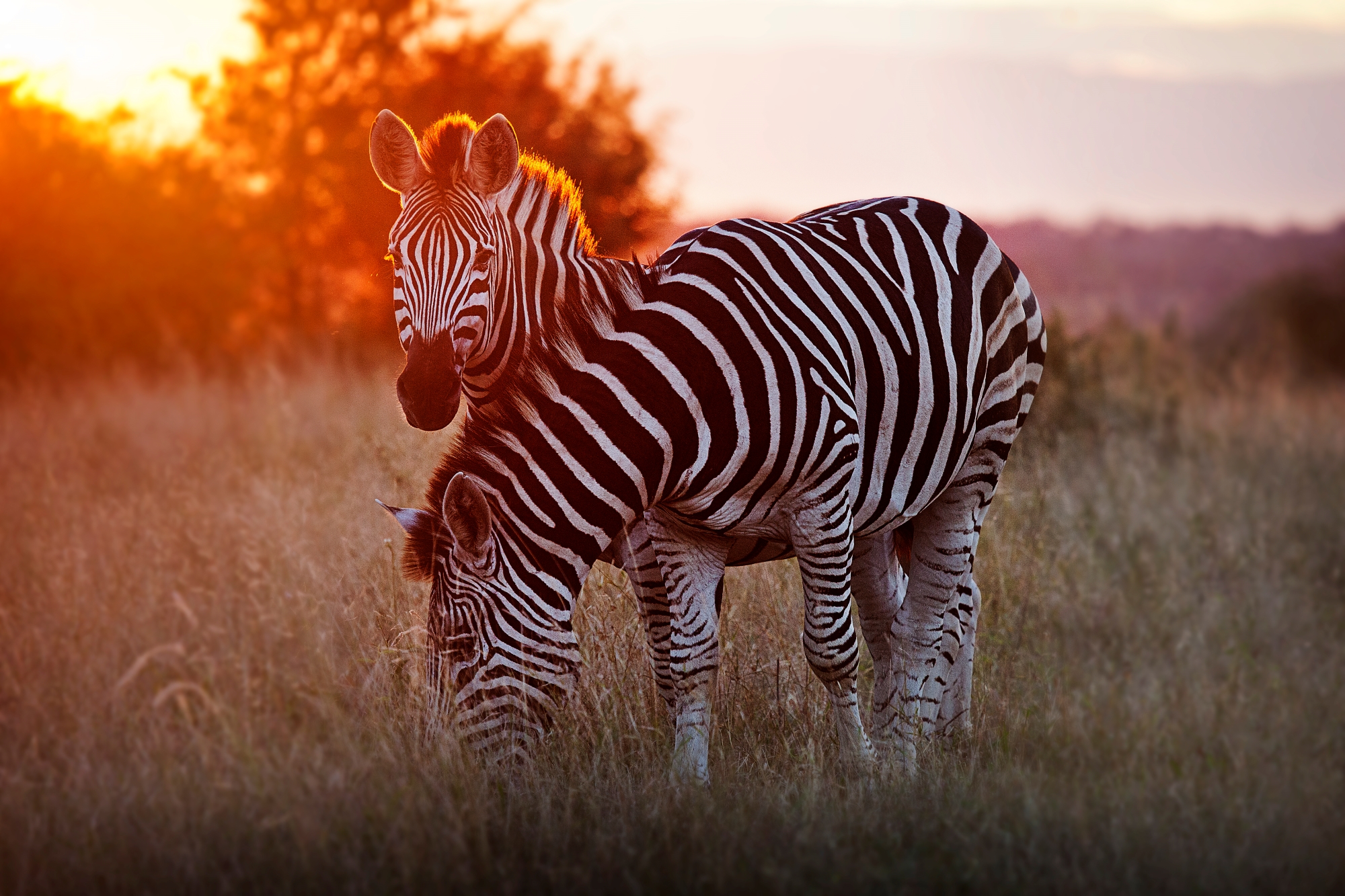 Two zebras on a grassy plain in the glow of sunrise