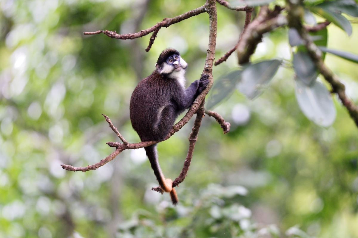 Red Tailed Monkey in a tree