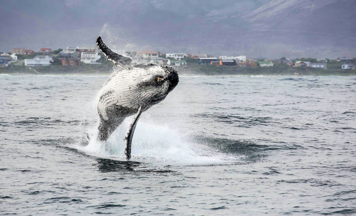 Whale performing a full breach