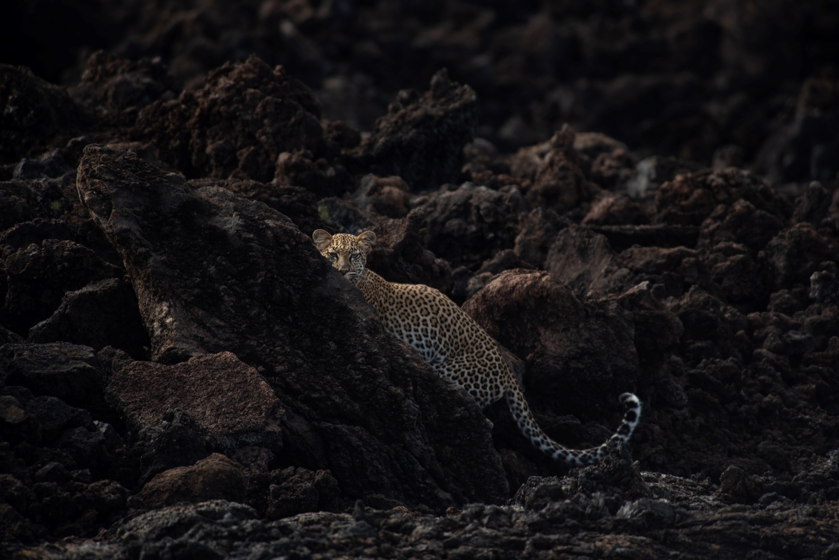 Leopard maneuvering around the Shetani Lava Flow formations