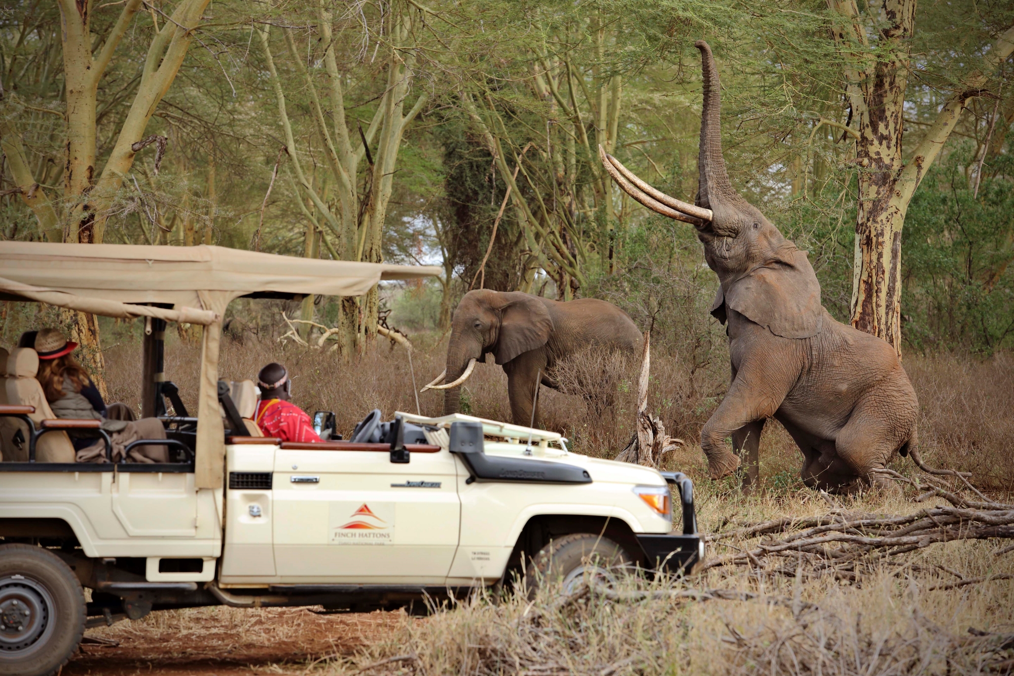 Elephants sighted on safari game drive