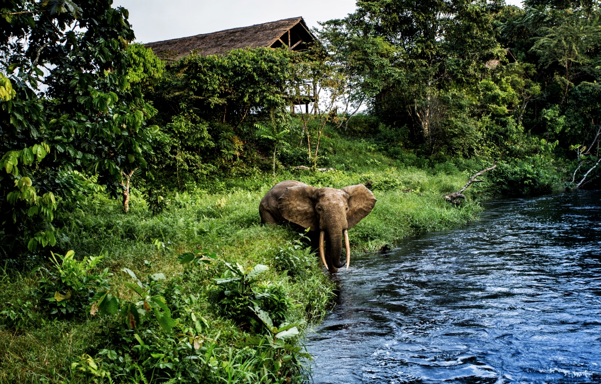 Critically endangered forest elephant bull in Odzala Kokoua National Park