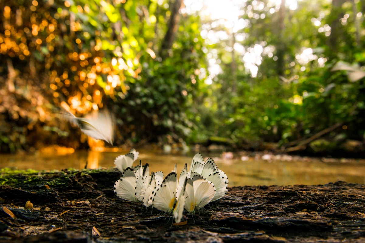 A cluster of white butterflies at the river's edge