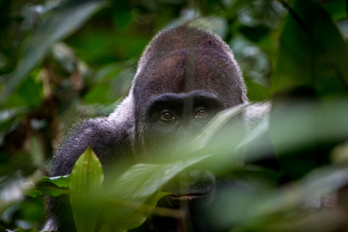 Gorilla partially obscured by leaves