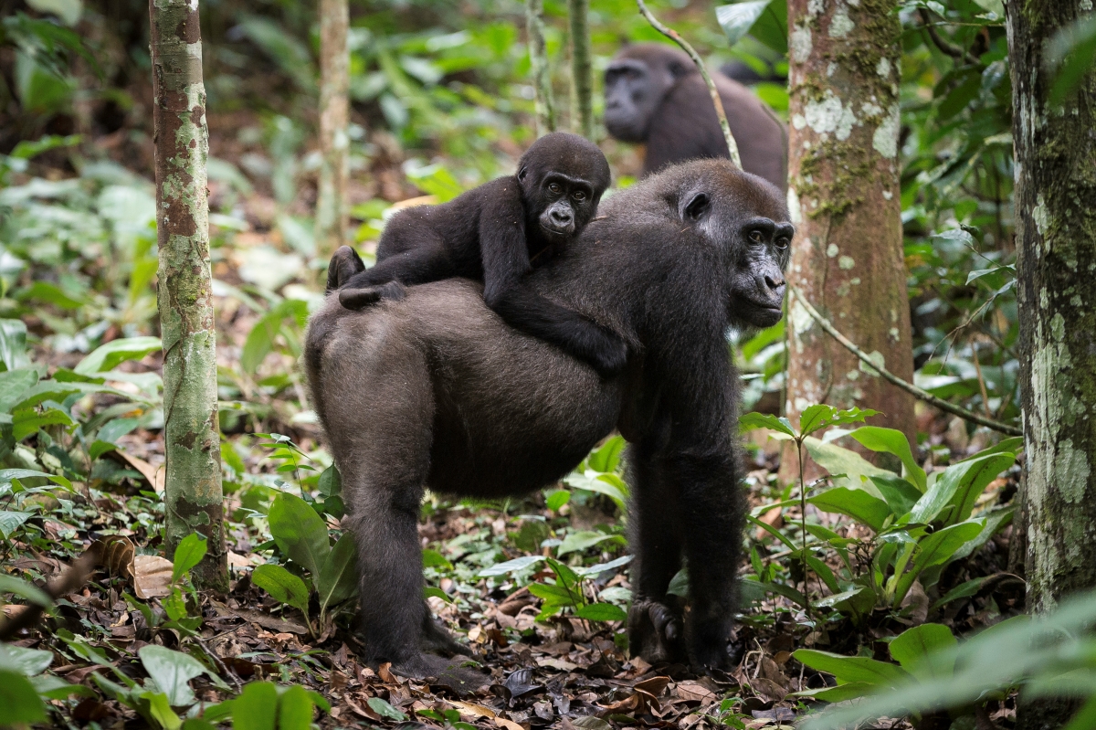 Gorilla mother and offspring sitting on her back