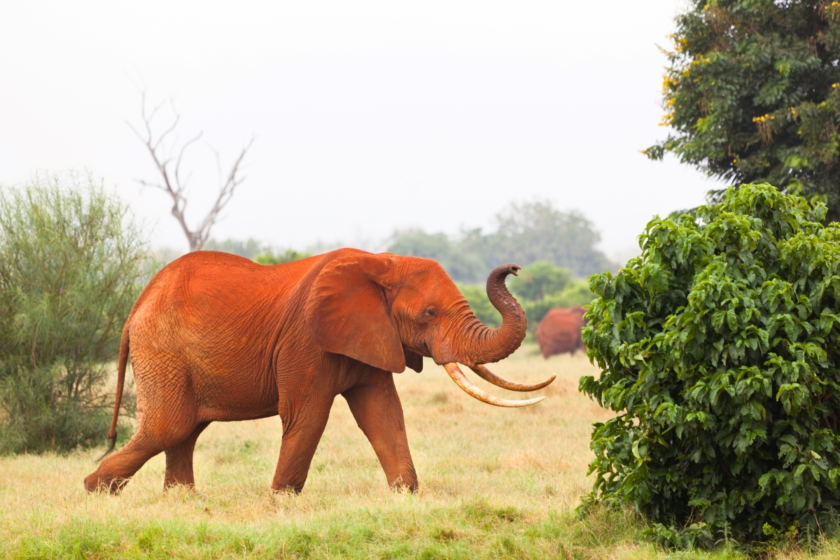 Elephant dusted in red soil in Tsavo National Park