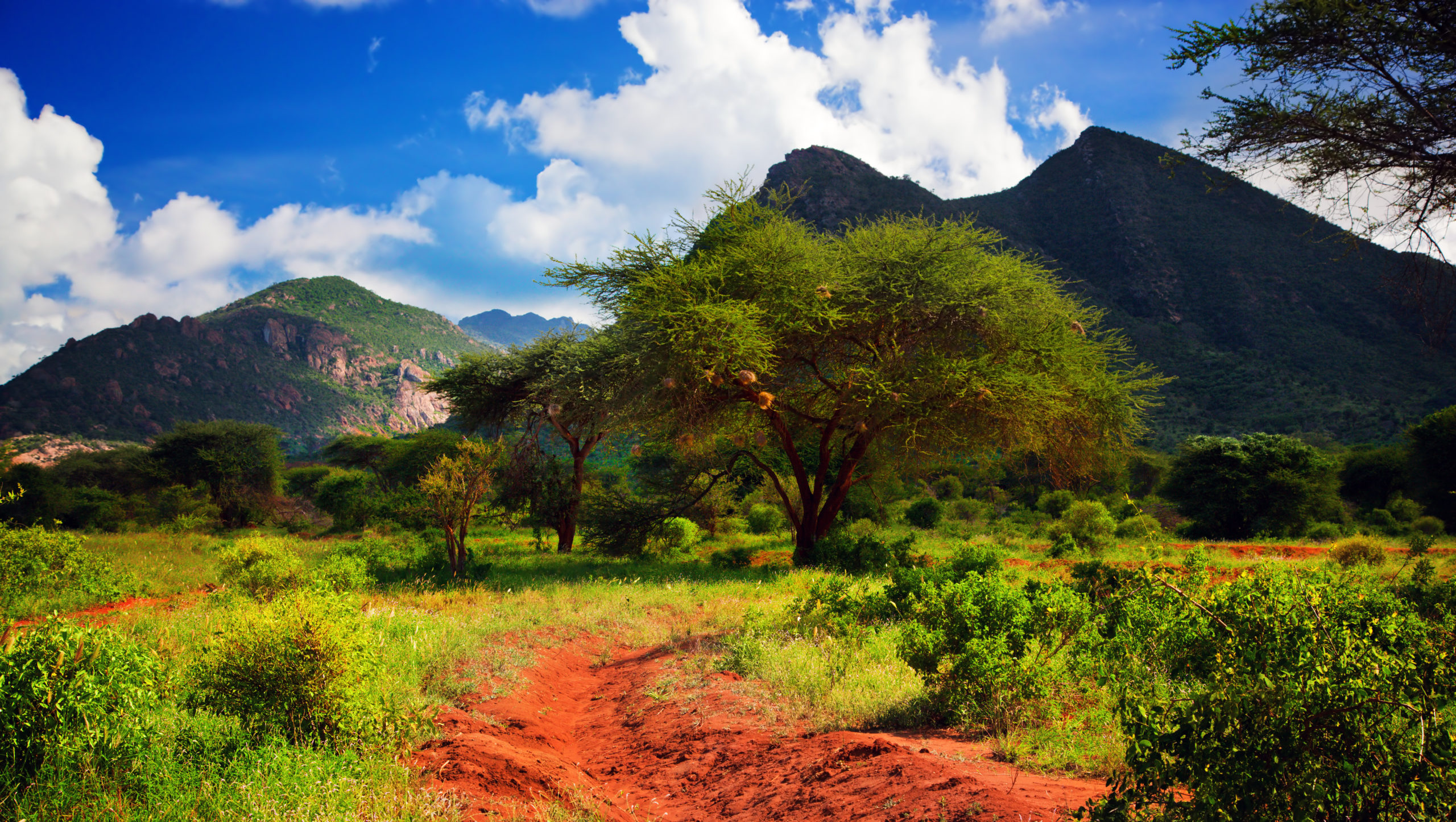 Red ground road and bush with savanna panorama landscape in Africa. Tsavo West, Kenya.