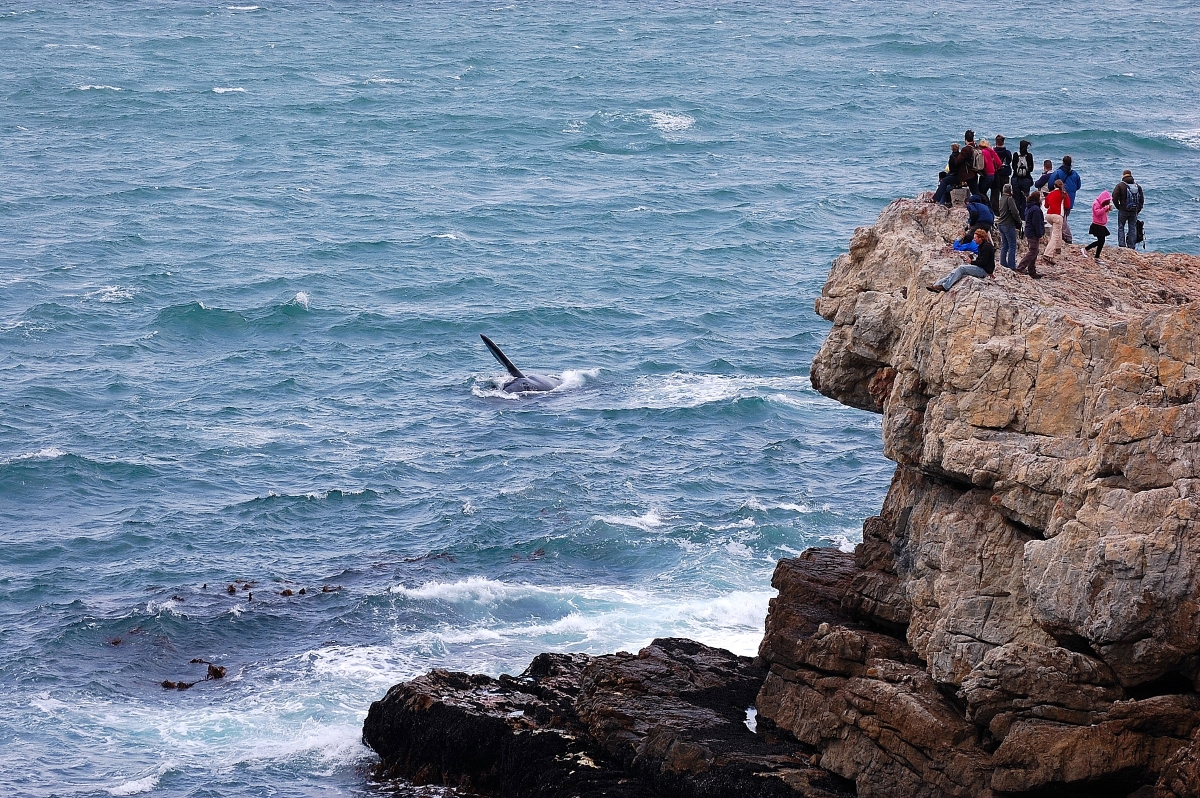 Whale watching from the cliffs at Hermanus, South Africa