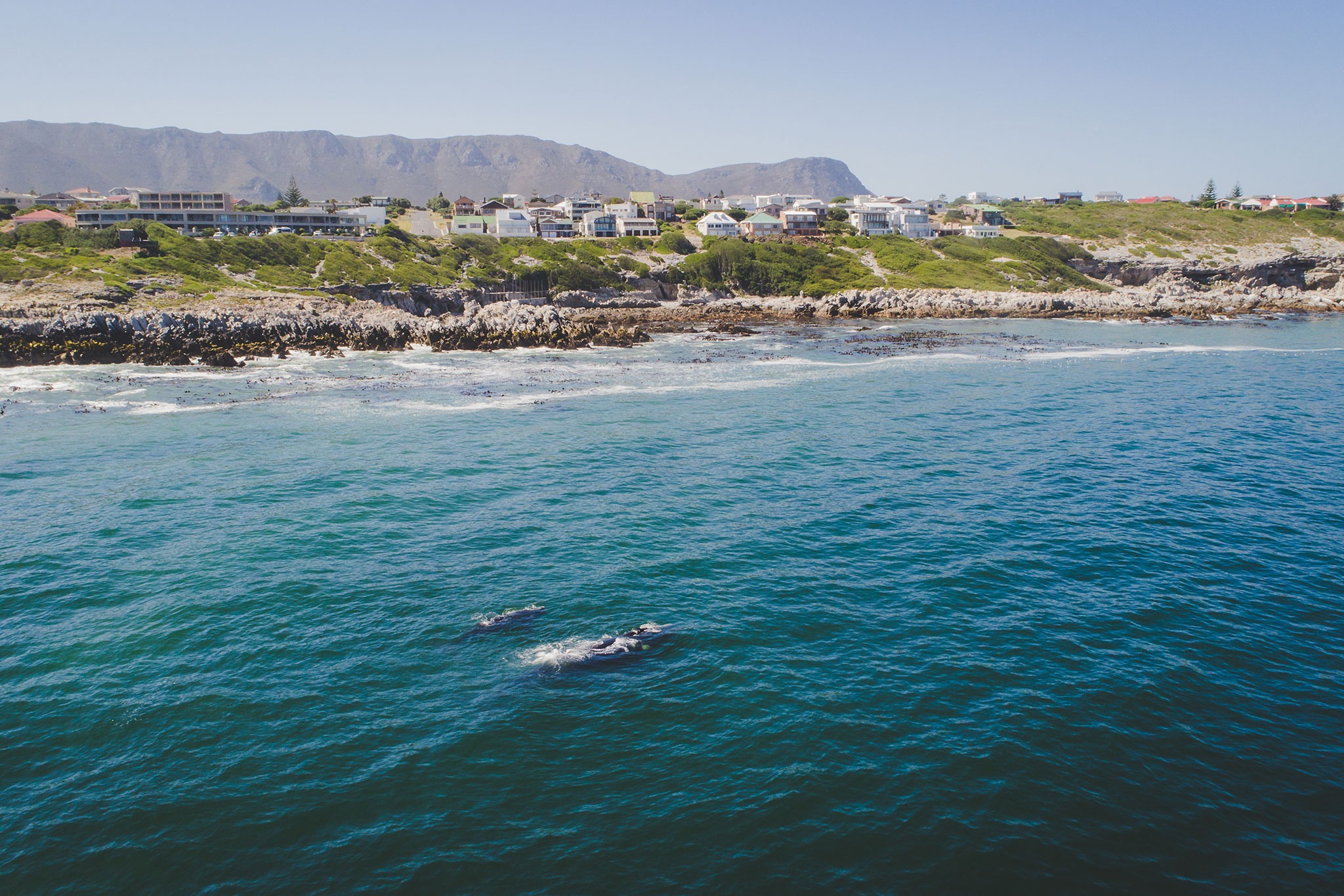 A Southern Right Whale and her calf along the Overberg coast close to Hermanus in South Africa