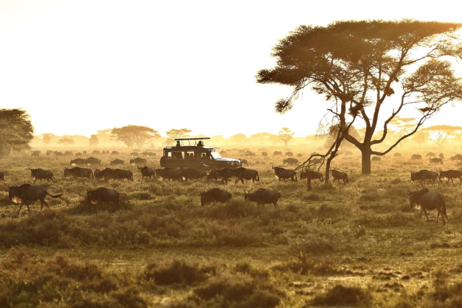 Pirschfahrt durch die Serengeti in Tansania