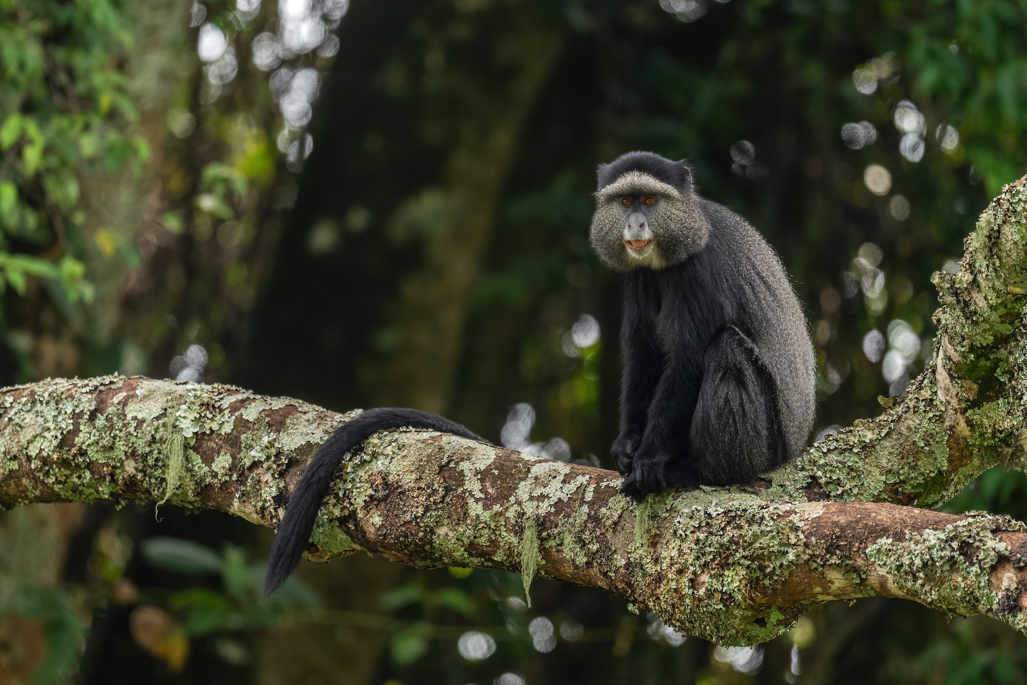 The charismatic blue monkeys of Gombe Stream National Park