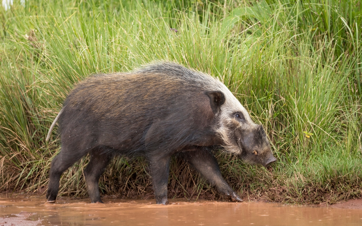 Adult bush pig walking on the edge of brown water