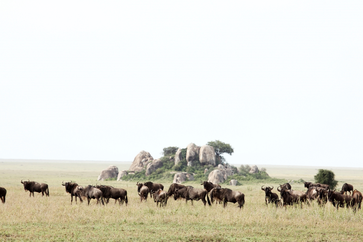 Moru Kopjes with wildebeest