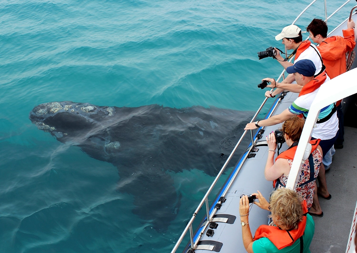 Whale watching cruise