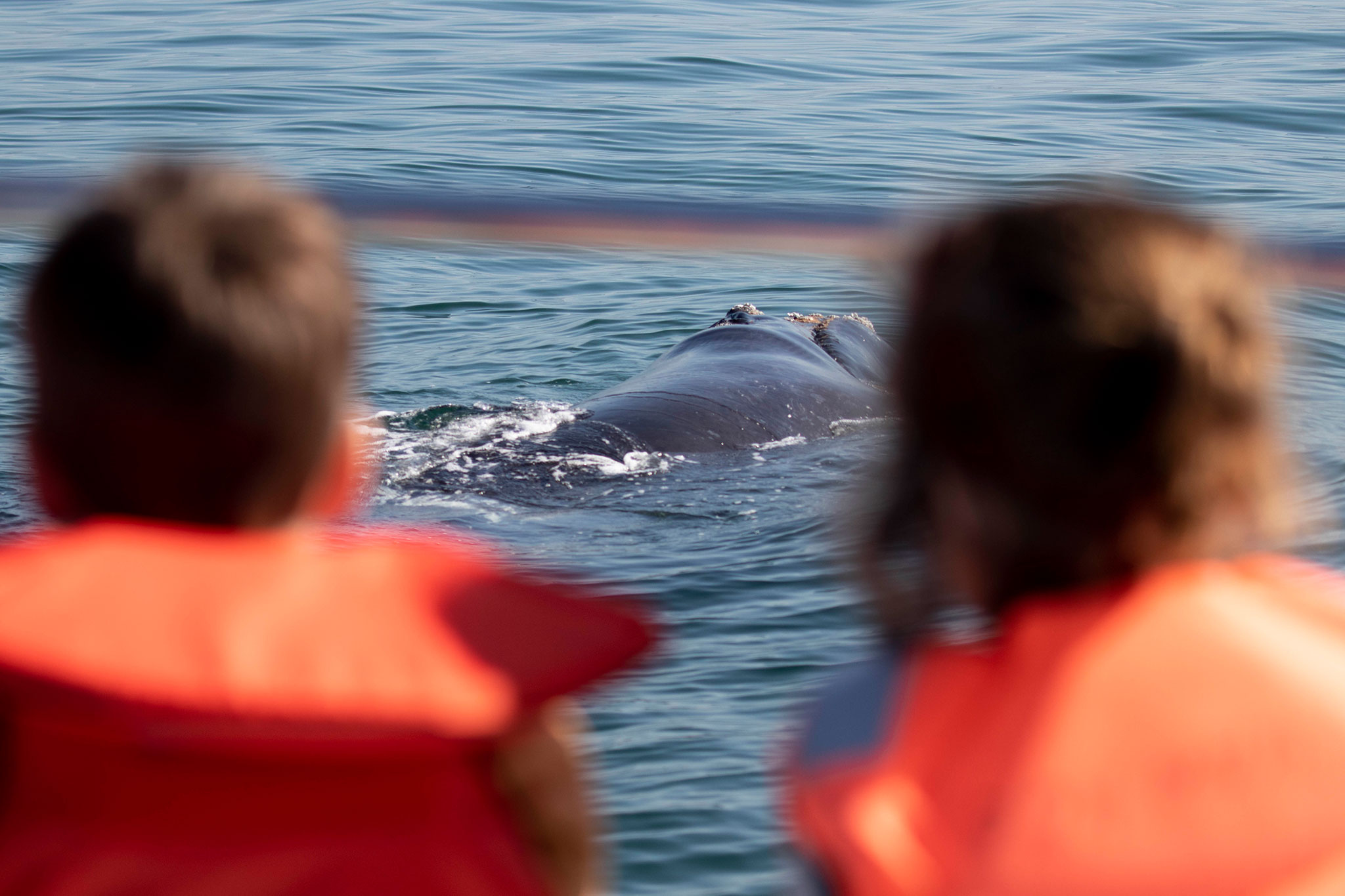 Whale watching cruise