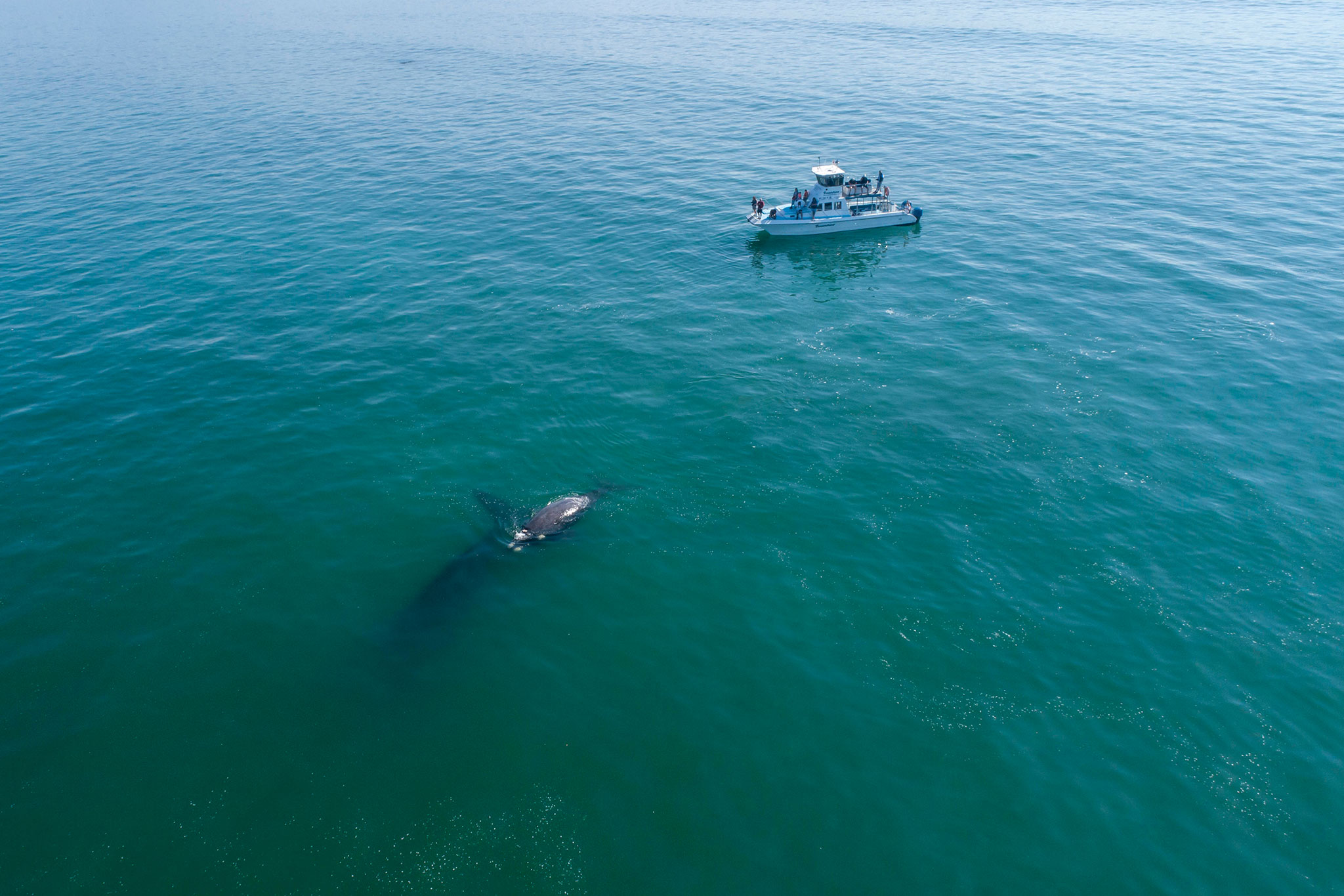 Whale watching cruise