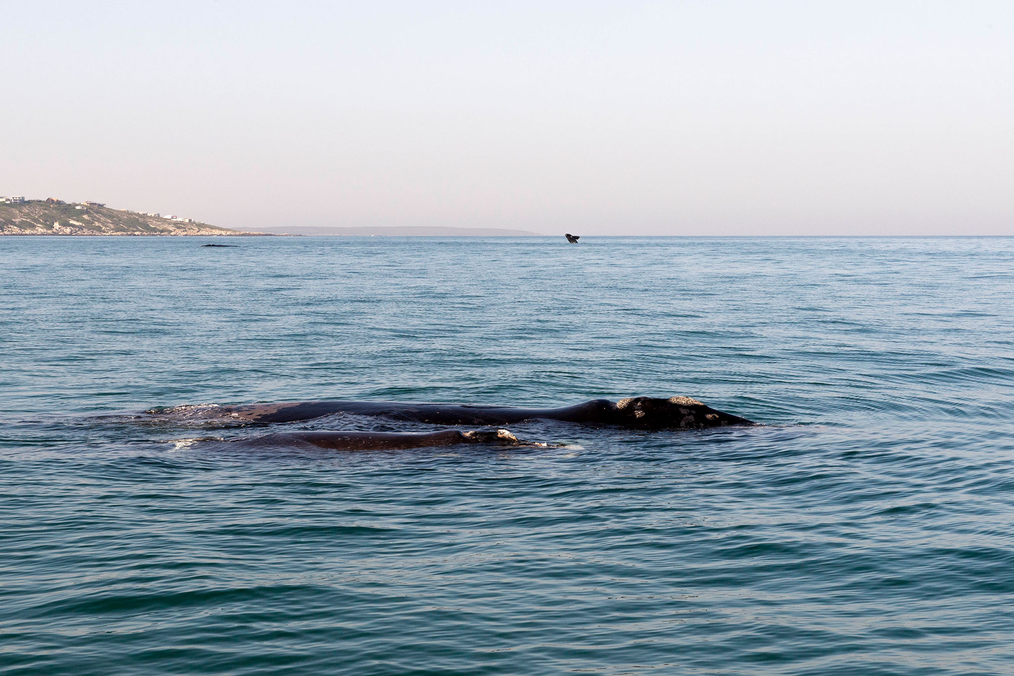 Whale watching cruise