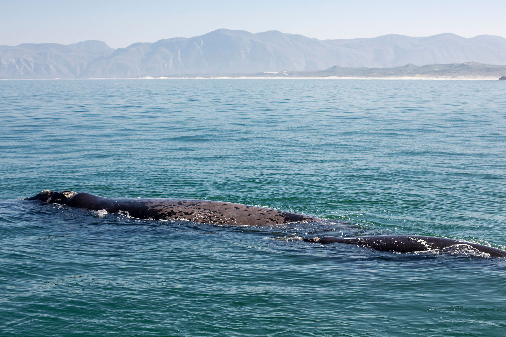 Whale watching cruise