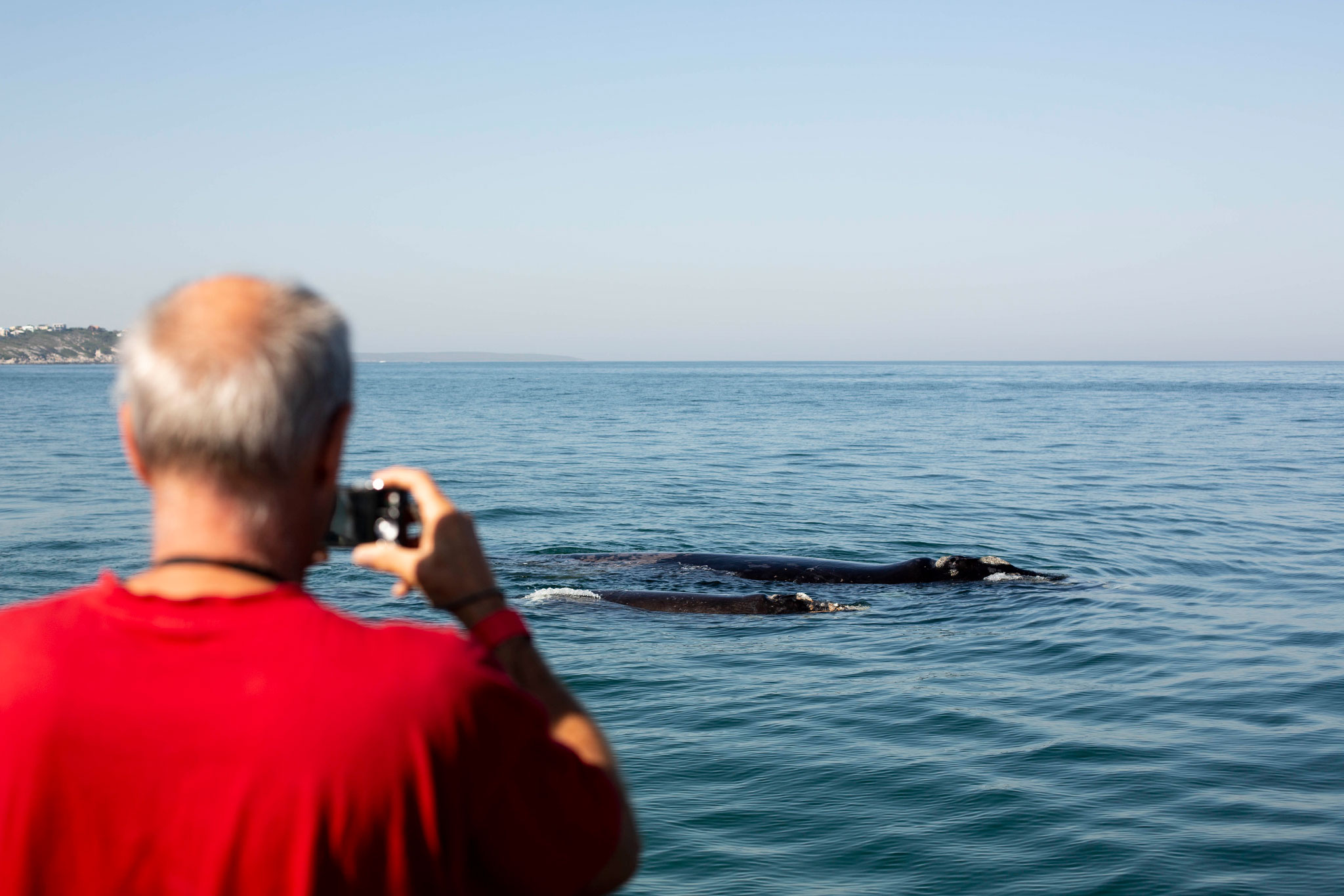 Whale watching cruise