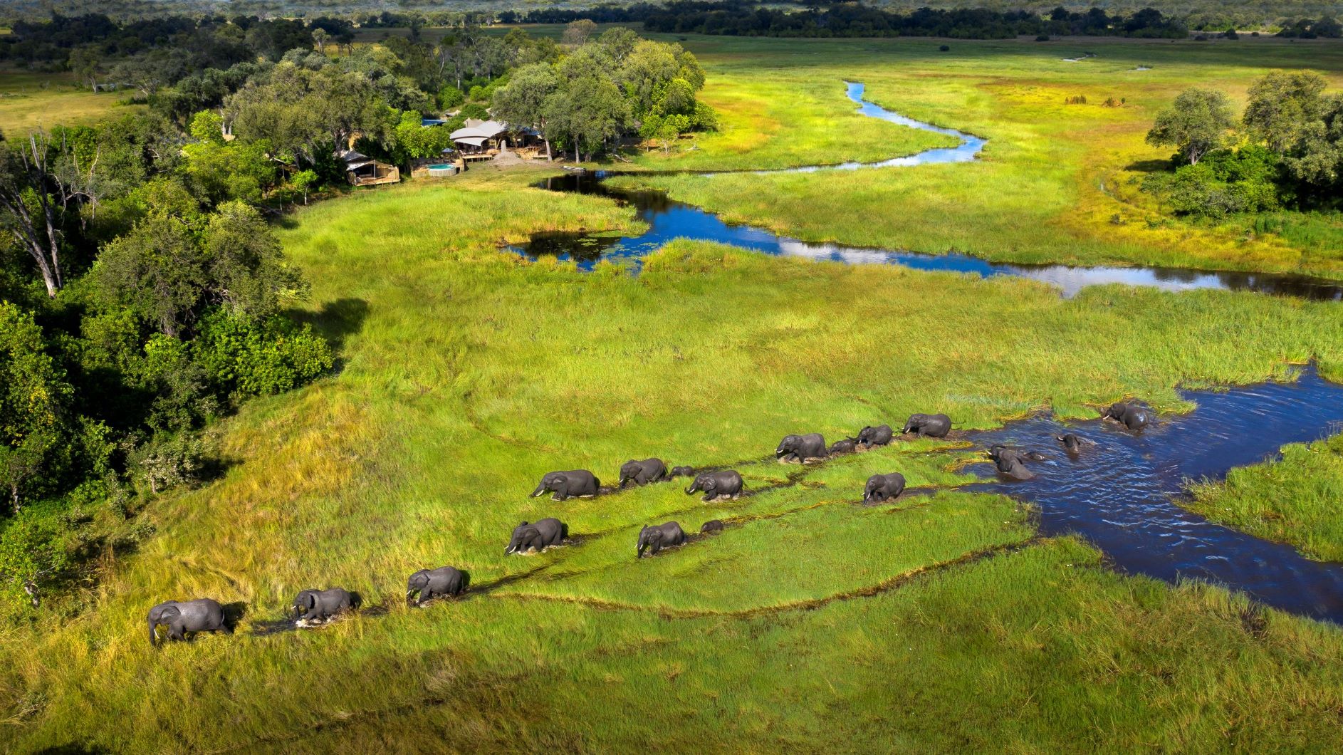 Large elephant herd traversing the Khwai marshland and rivers