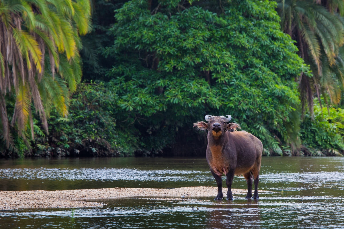 The Congo is home to forest buffalo