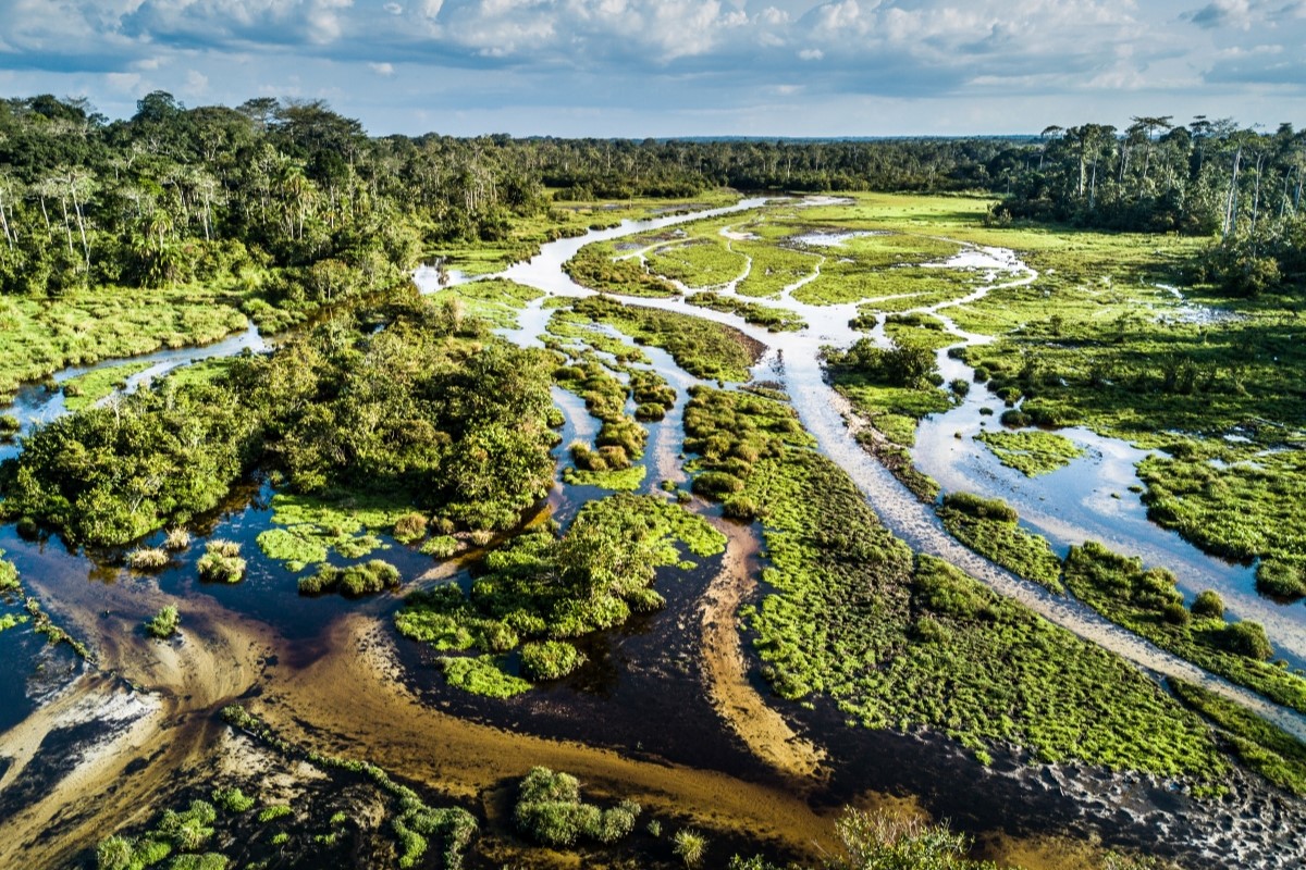 Tropical forest and marsh with meandering waterways