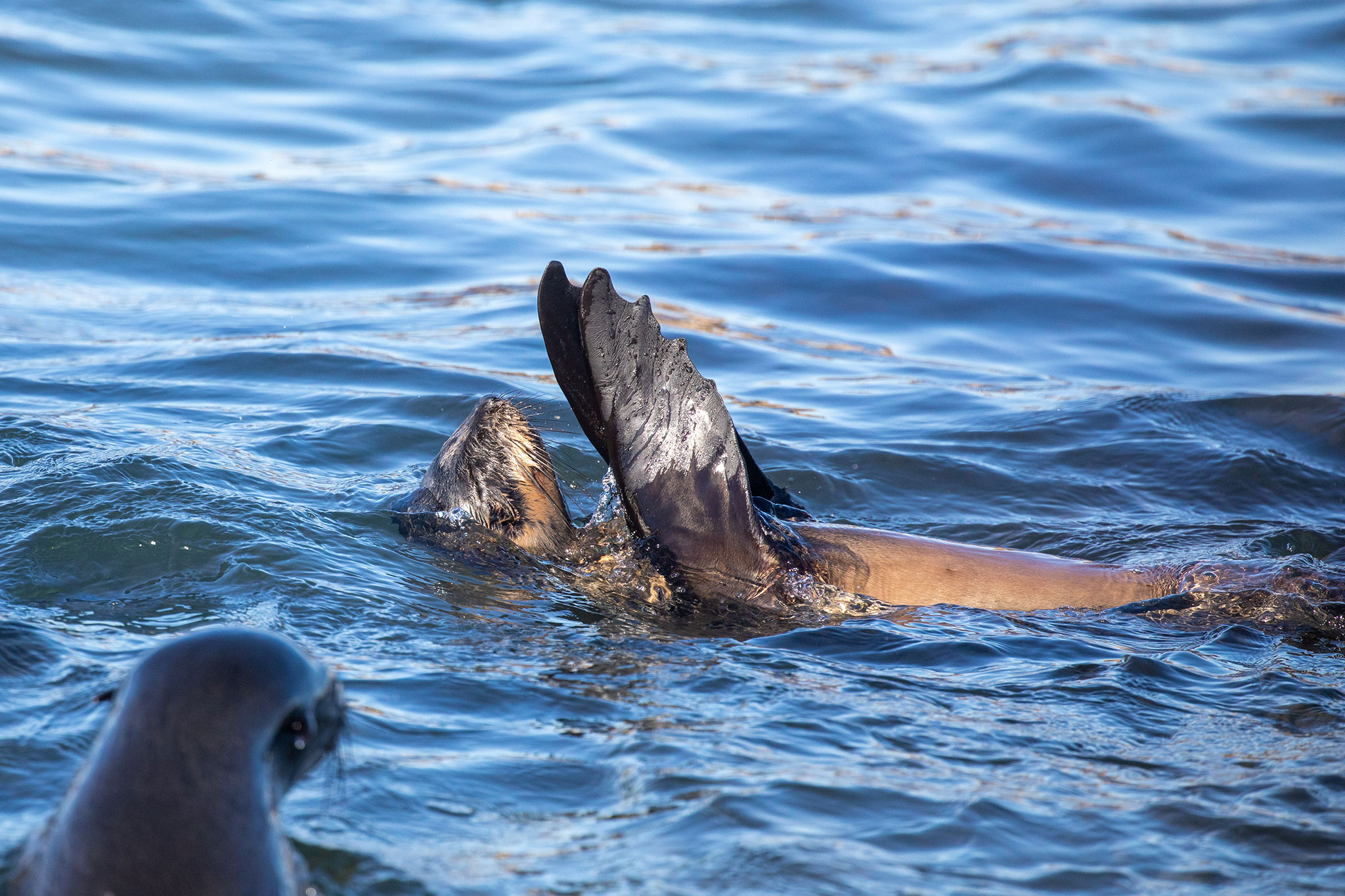 Whale watching with Marine Dynamics