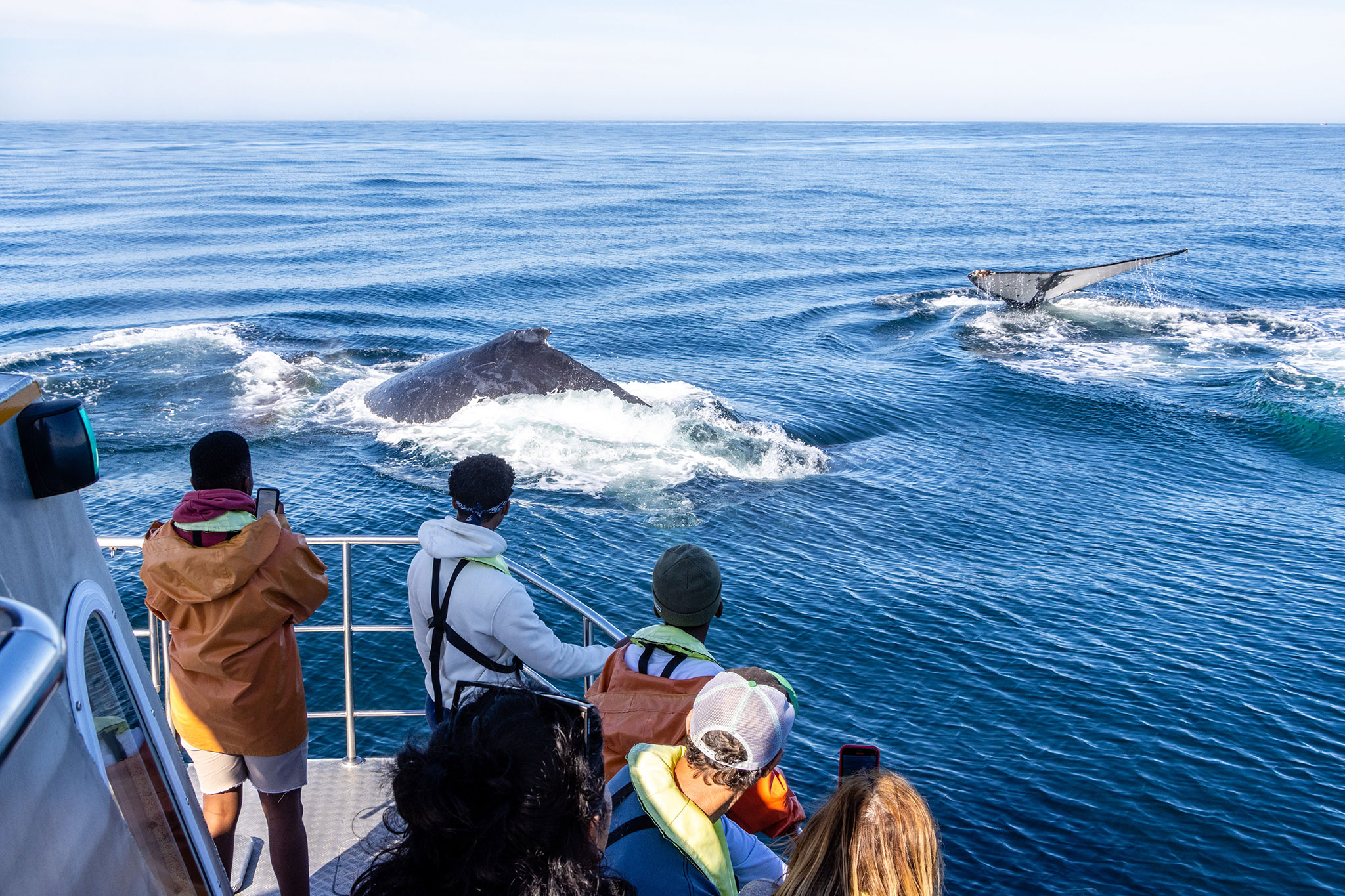 Whale watching with Marine Dynamics