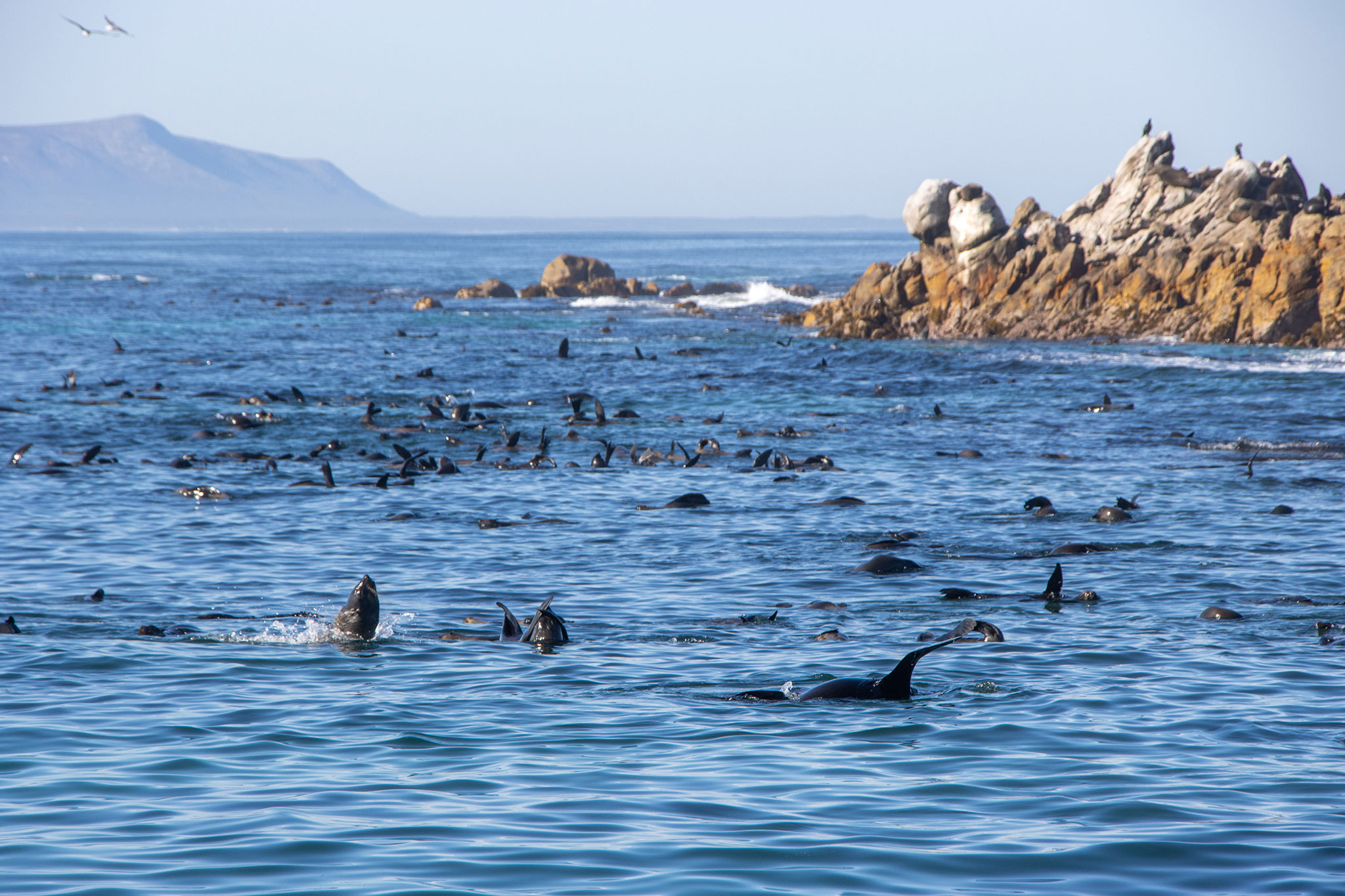 Cape Fur Seals in Gansbaai