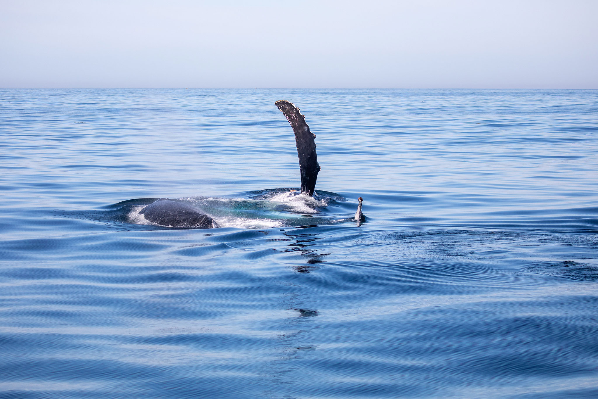 Whale watching with Marine Dynamics