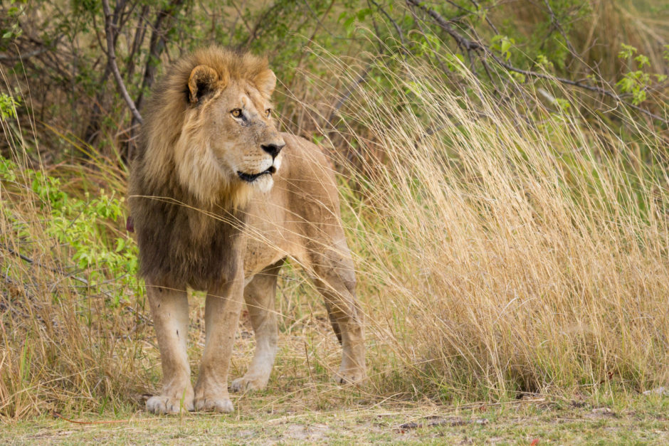 Moremi is a prime destination for the Big 5 safari experience