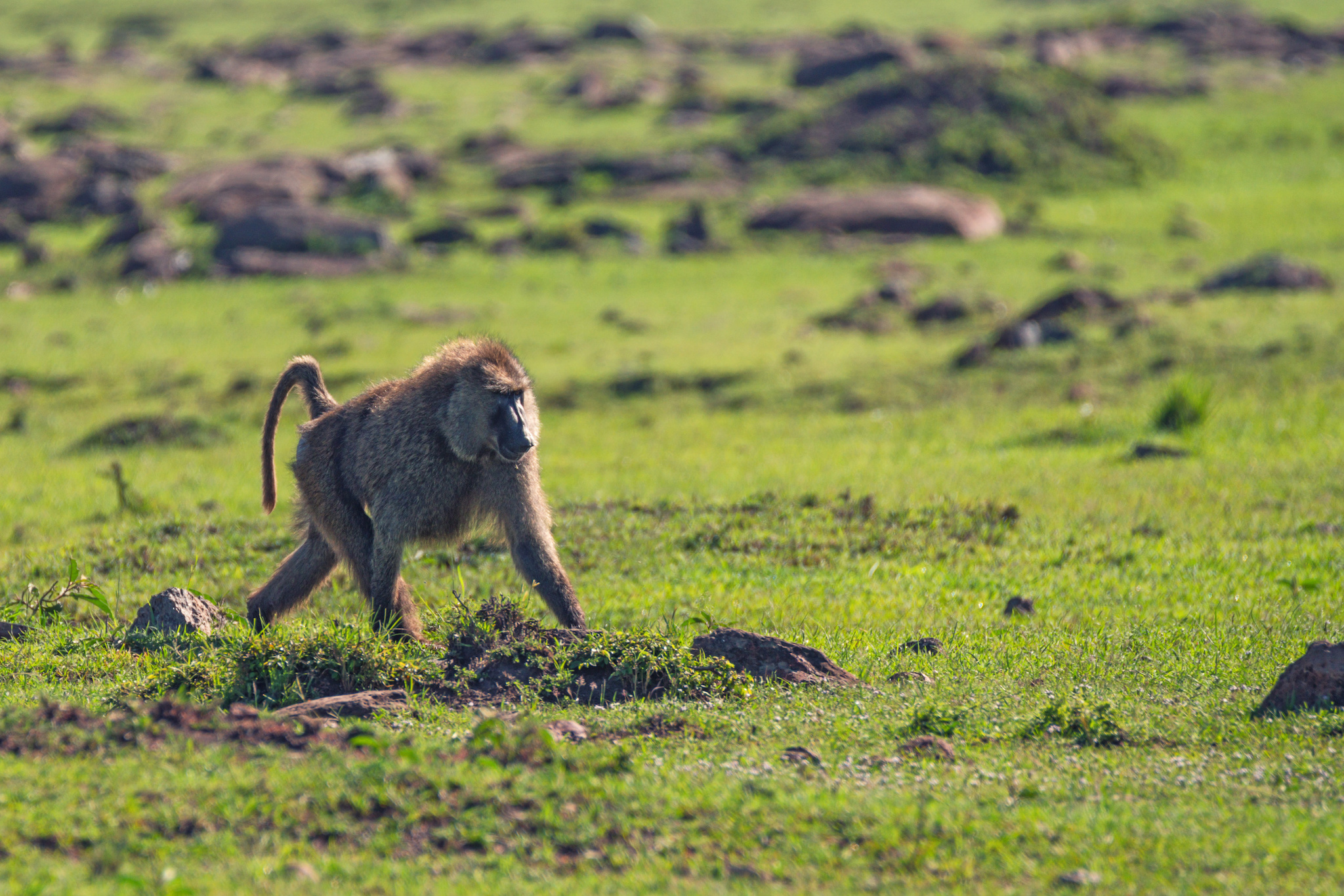 Olive Baboon