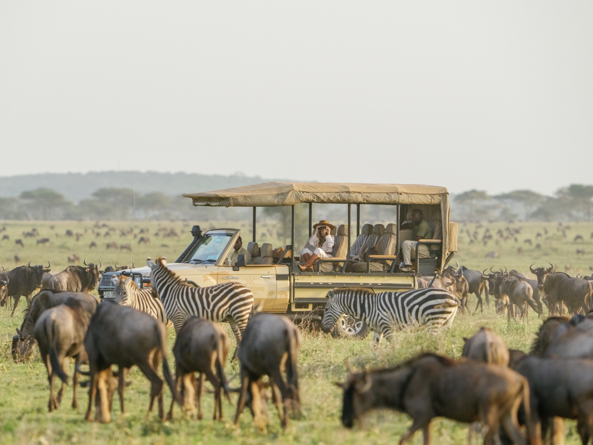 Herd of zebra and wildebeest seen on a game drive