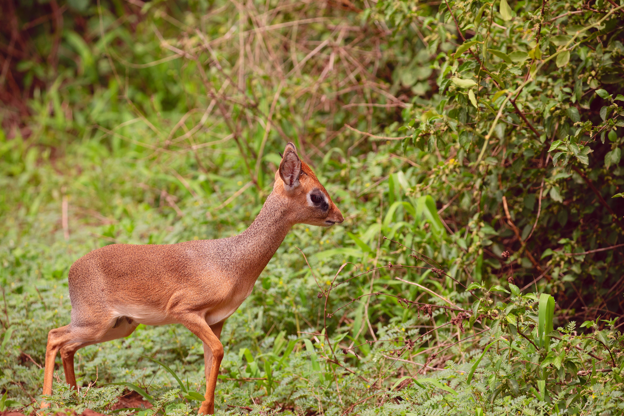 Small antelope in lush green terrain 