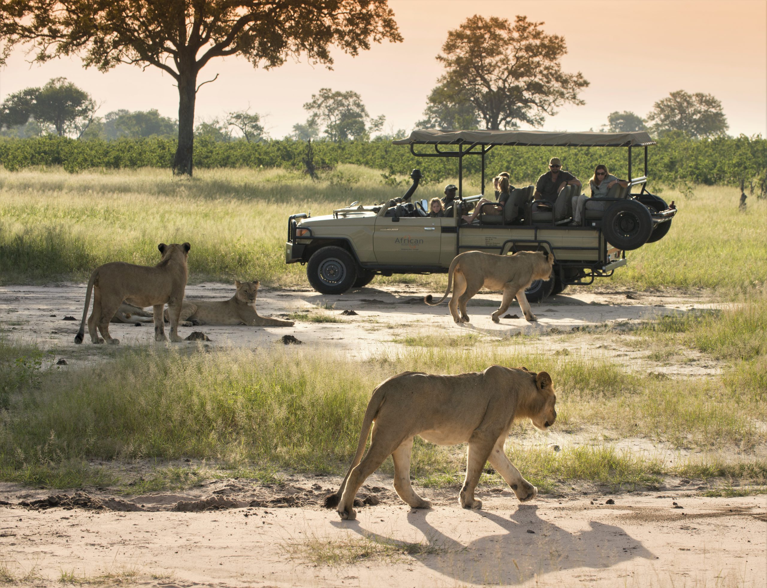 Game Drives at Somalisa Camp