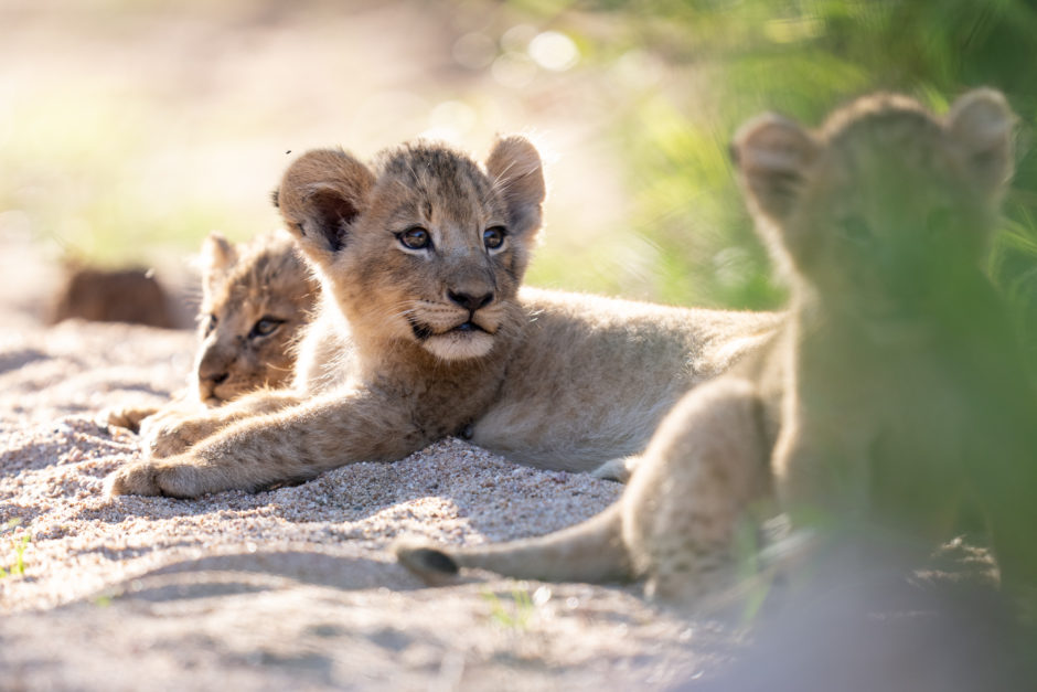 Although less well known, the Serengeti is also a fantastic Big 5 safari destinaiton