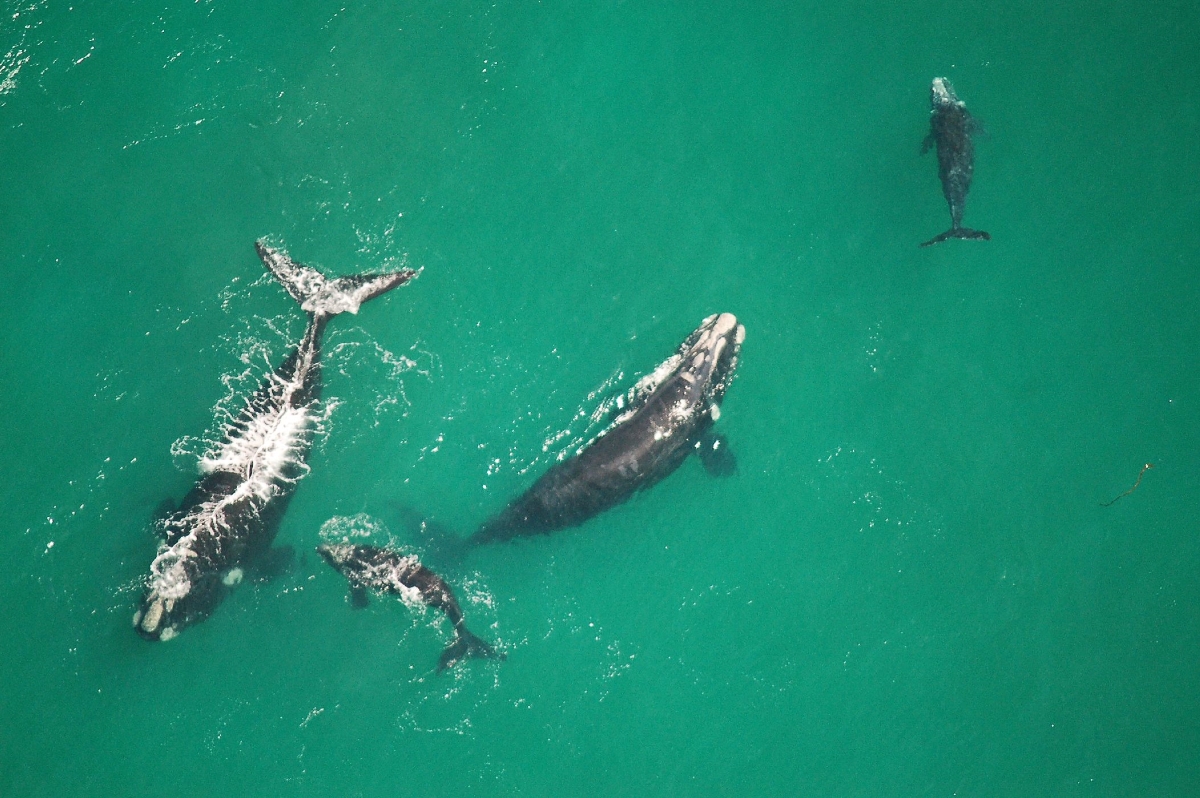 Aerial view of adult whales and whale calves