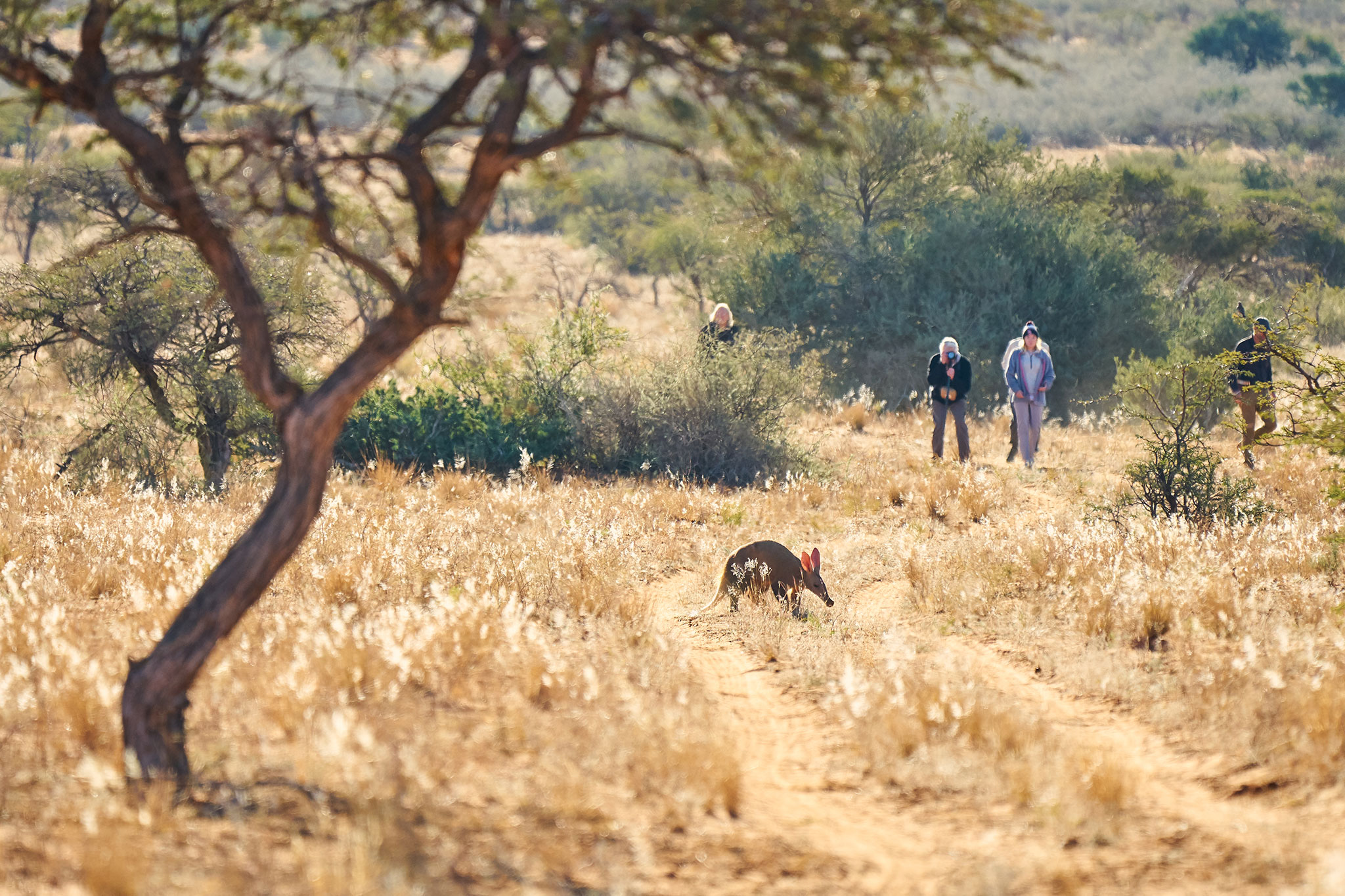 Tswalu Kalahari activities bush walk aardvark.