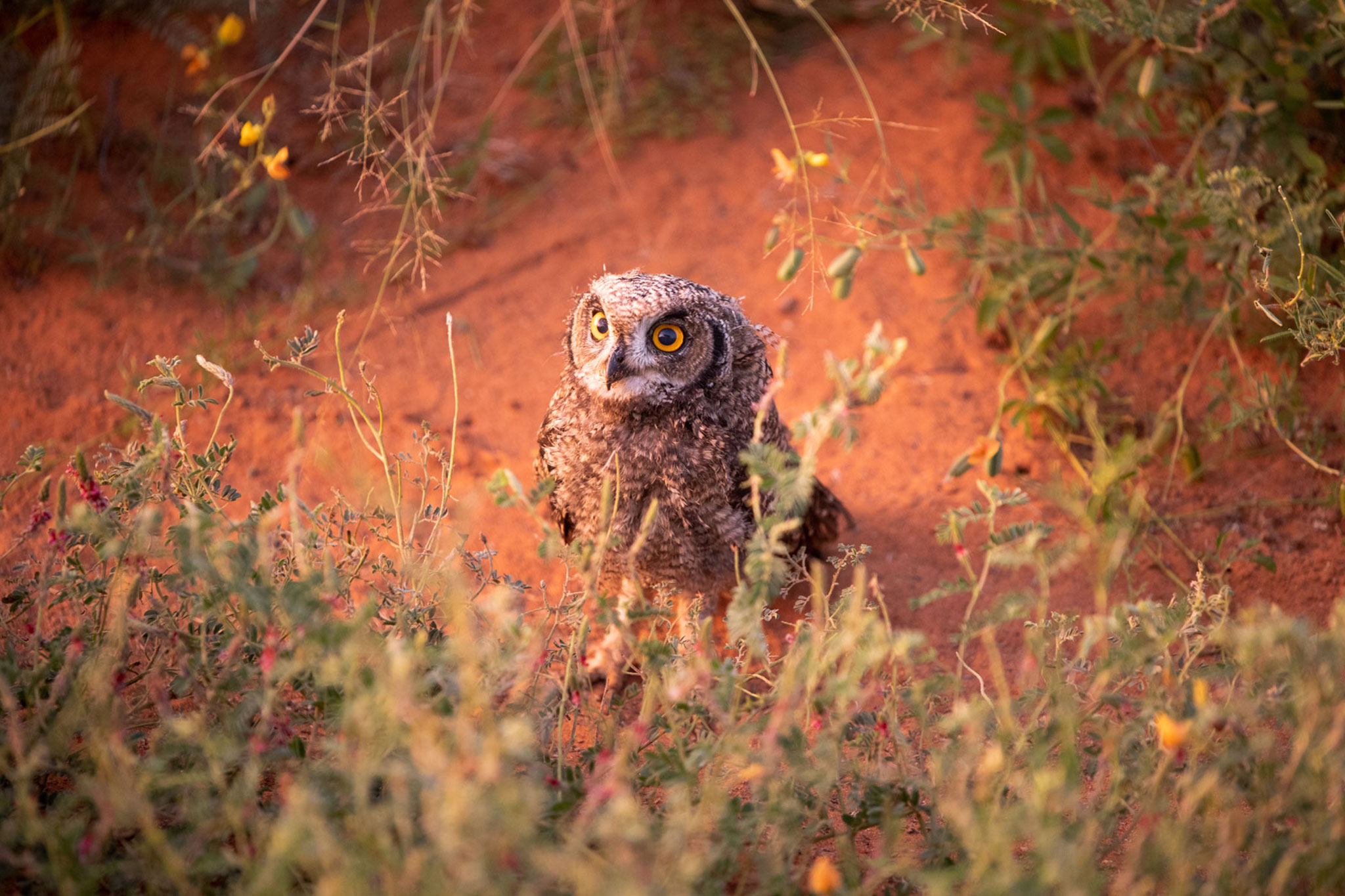 Owl in Tswalu Private Game Reserve