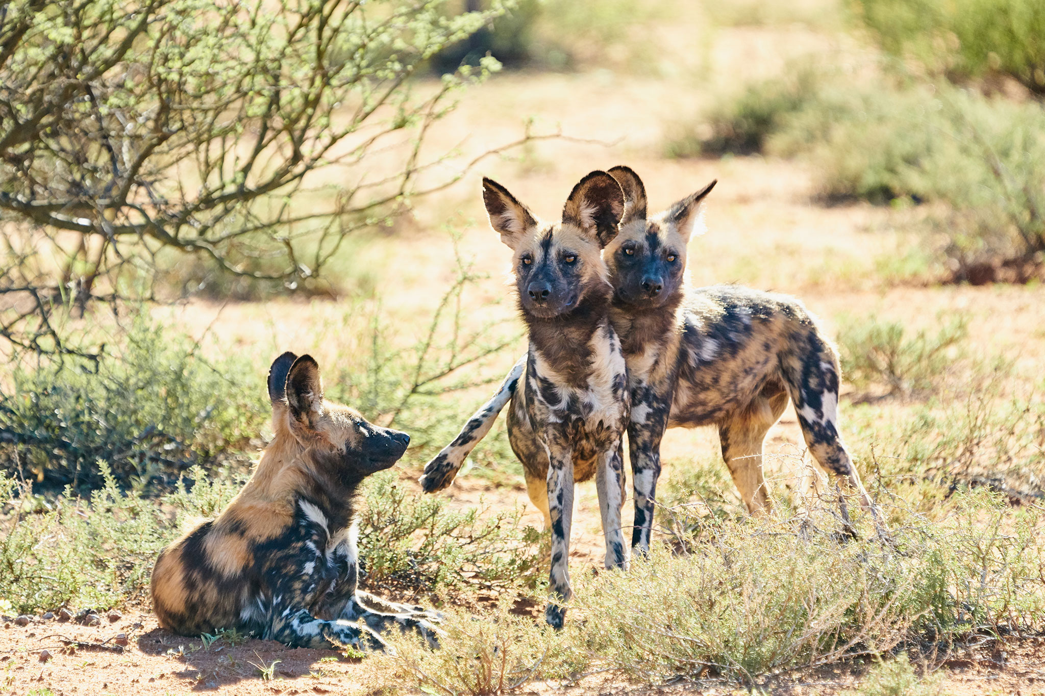 African wild dogs at Tswalu