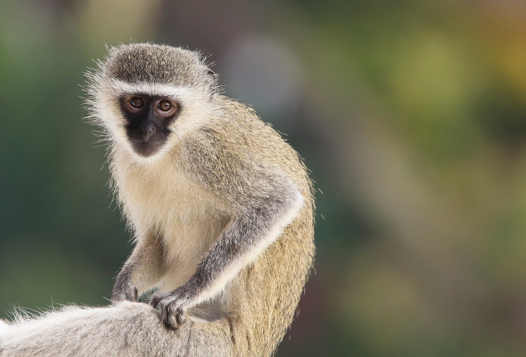 Vervet Monkeys