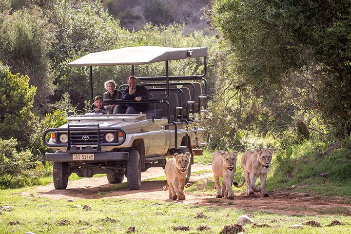 Safari an der Garden Route im Botlierskop Game Reserve