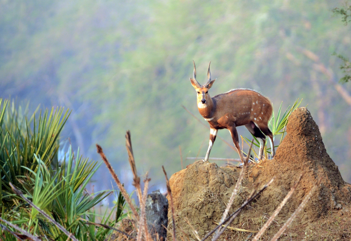 Bushbuck on an anthill