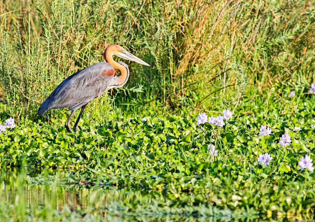 Goliath heron in the shallows of the Zambezi River