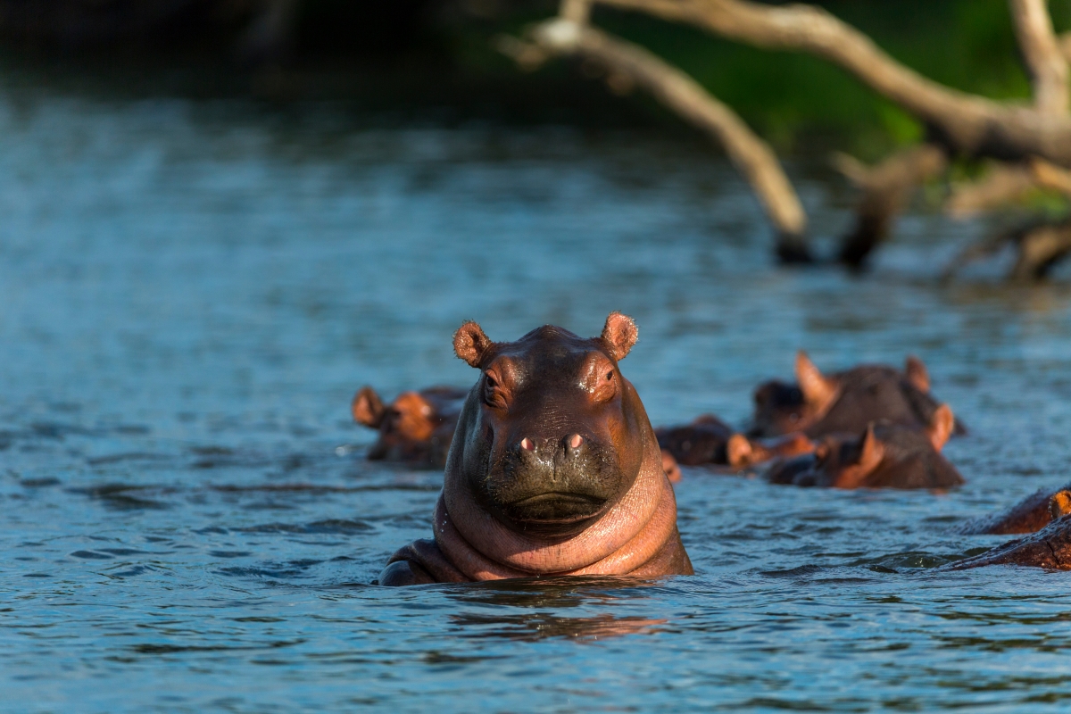 The Zambezi River’s peaceful shores attract a host of wildlife