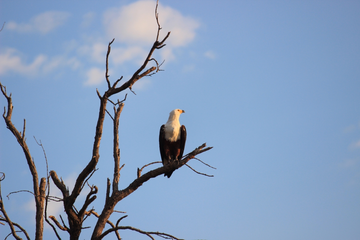 Fisheagle