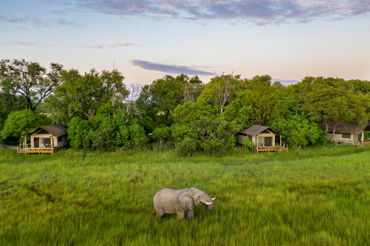 Elephant traversing through green marshes in front of one of the Khwai lodges