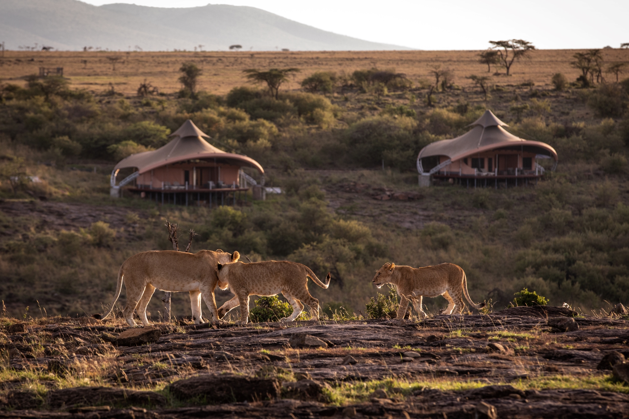 Lions on an embankment outside Mahali Mzuri